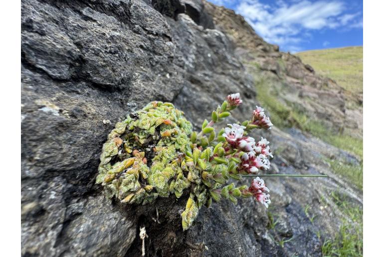 Crassula setulosa 3729