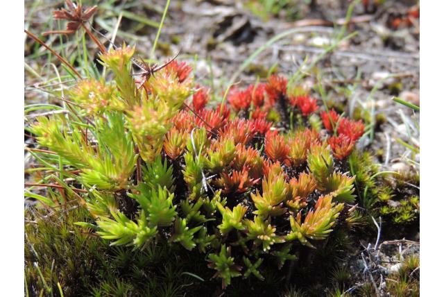 South's crassula