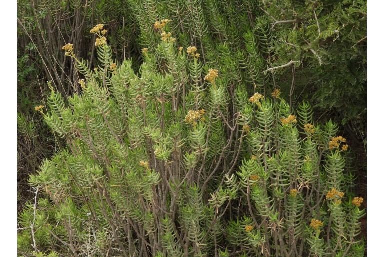 Crassula tetragona ssp robusta 3731