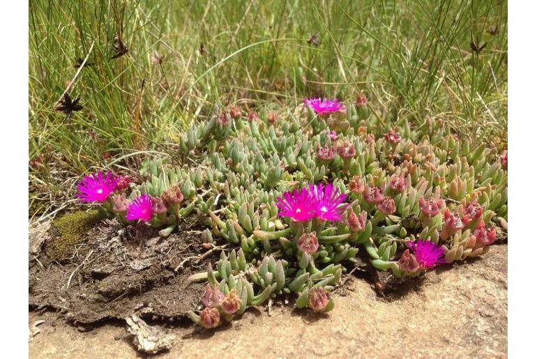 Delosperma obtusum&nbsp;3732