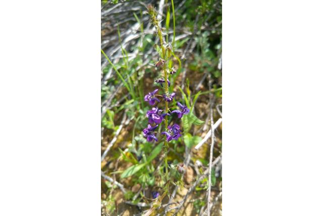 Veronica-achtige diascia