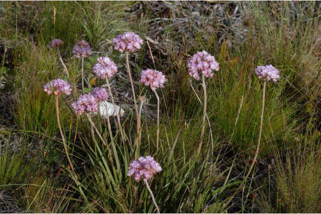 Pillans' dilatris