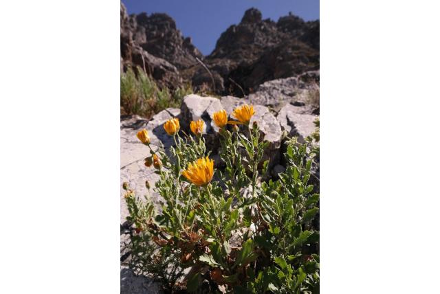 Dimorphotheca met chrysanthemum-blad