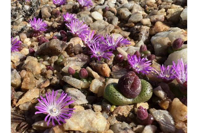 Luckhoff's diplosoma Luckhoff's diplosoma