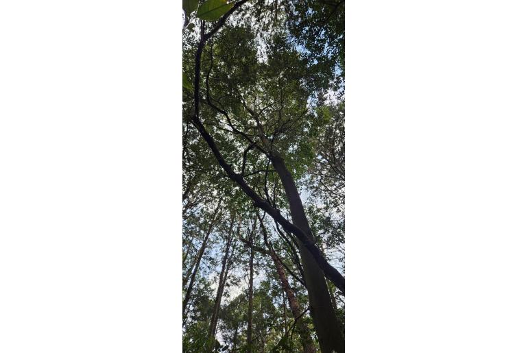 Castanopsis cuspidata 3782