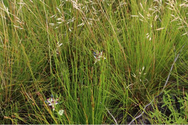 Zwartharige disa