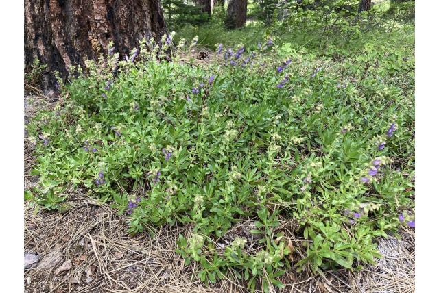 Struik penstemon