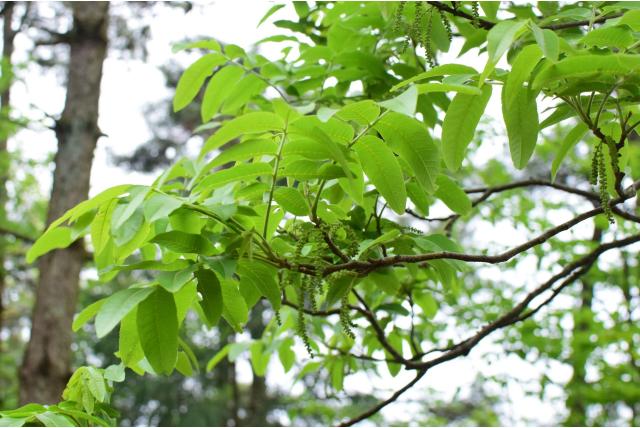 Chinese hickory