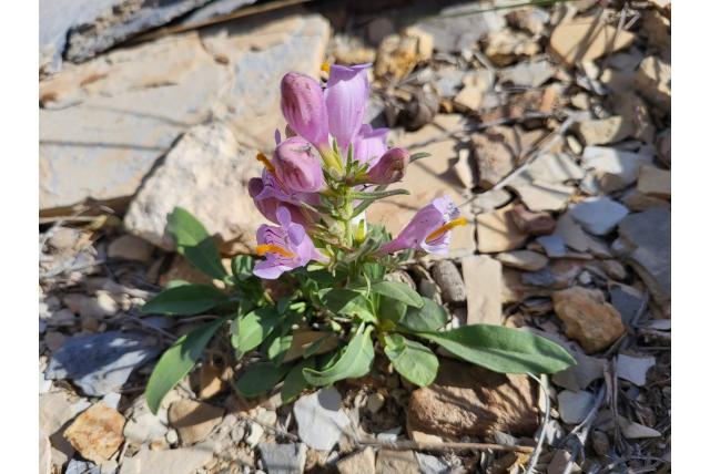 Graham's penstemon