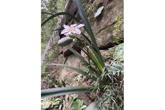 Breedbladige dietes