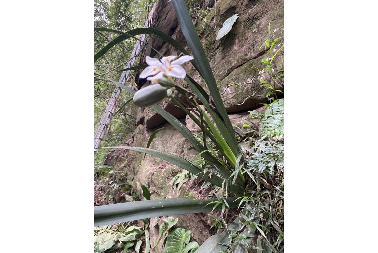 Dietes butcheriana -3786
