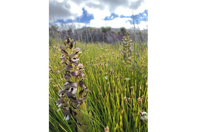 Gouden orchidee