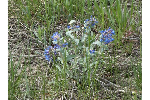 Vetblad penstemon