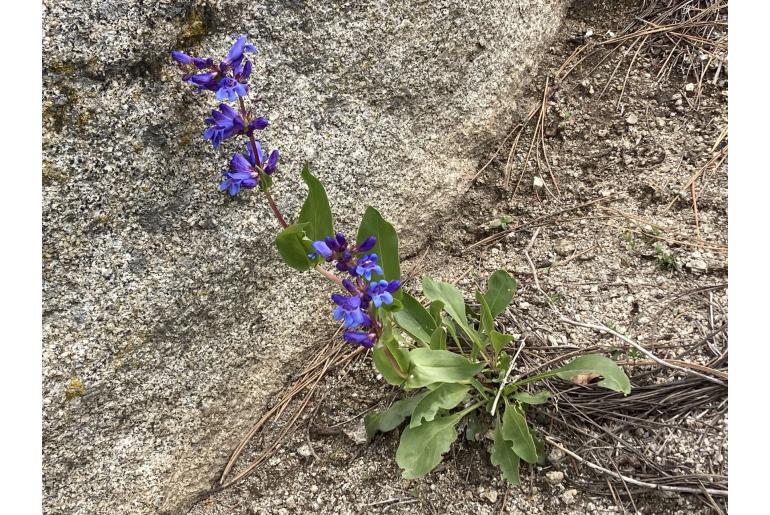Penstemon perpulcher 3790