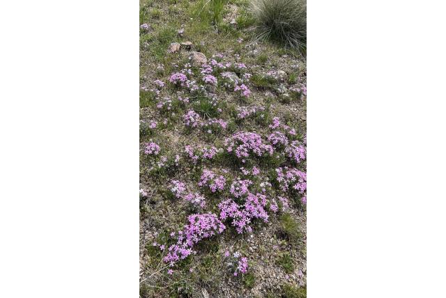 Langblad vlambloem