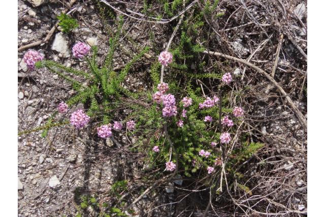 Erica-achtige disparago