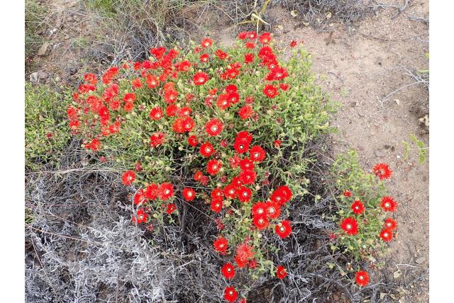 Opzichtige drosanthemum