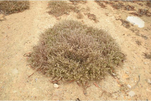 Twijfelachtige drosanthemum