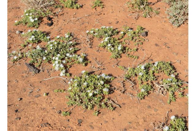 Ivoorwitte drosanthemum