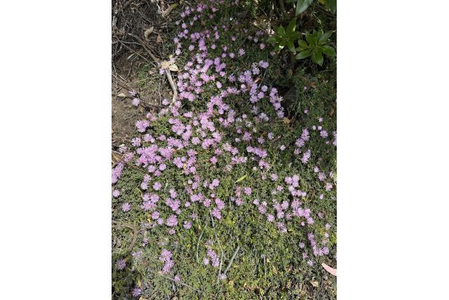 Bloeirijke drosanthemum