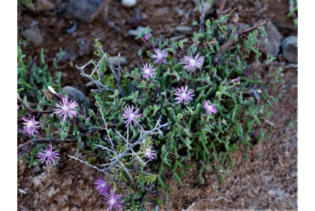 Lique drosanthemum