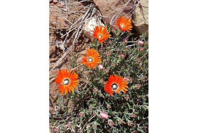Mooie drosanthemum