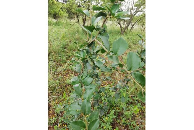 Rhamnus-achtige dovyalis