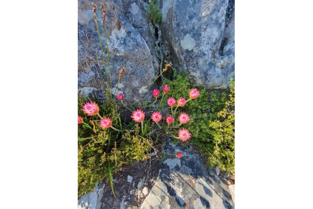 Dennenblad edmondia