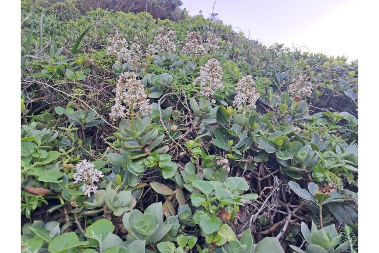 Crassula lactea -3825