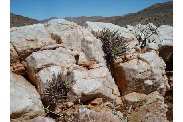 MacOwan's crassula