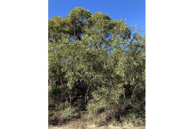 Lateriet heuvels Eucalyptus Lateriet heuvels Eucalyptus