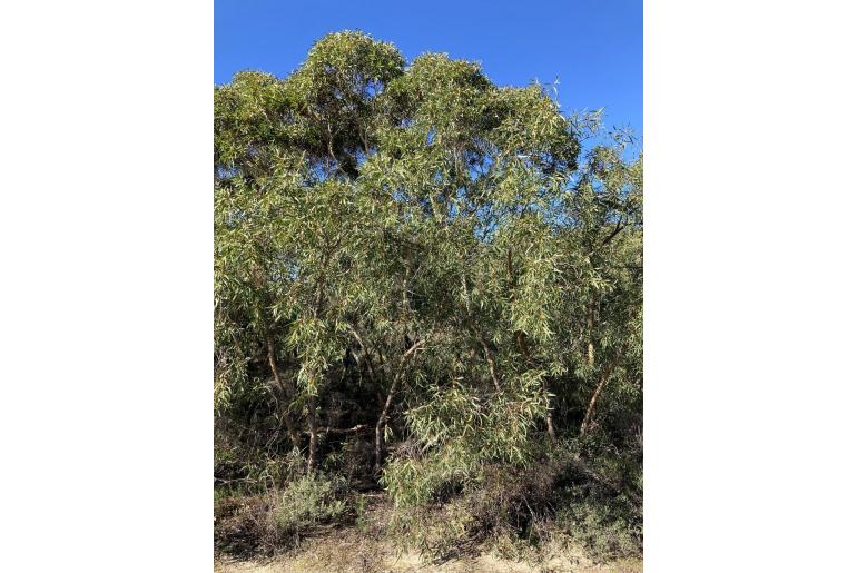 Eucalyptus x lateritica 3845