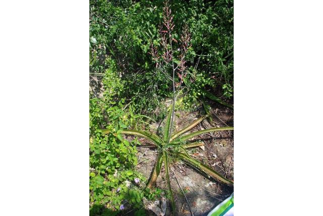 Dyer's aloë