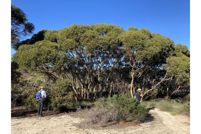 Schilferige schors Eucalyptus Schilferige schors Eucalyptus