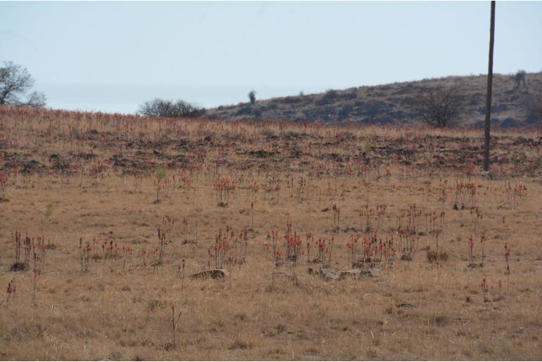 Aloe davyana -3850