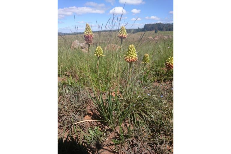 Aloe modesta -3853