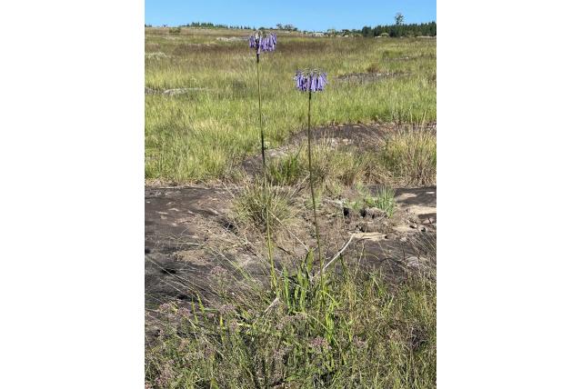 Hangende agapanthus