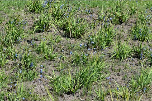 Wood's aristea