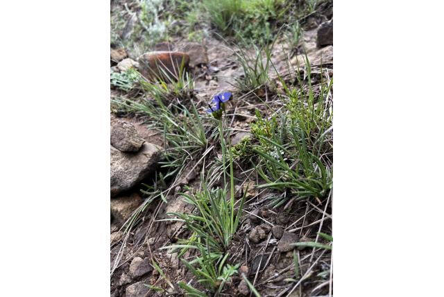 Ethiopische Aristea
