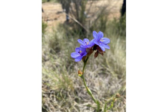 Galpin's aristea