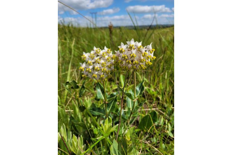 Asclepias albens -3871