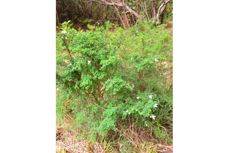 Bauhinia natalensis -3877