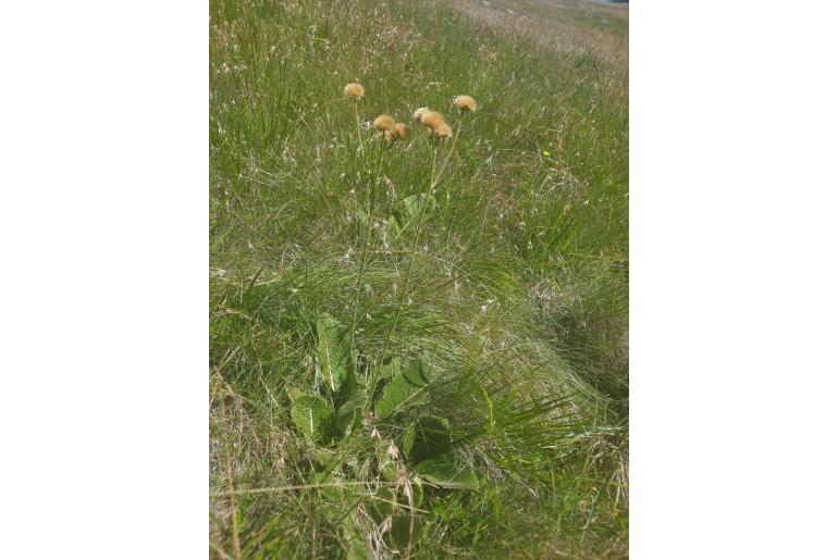 Berkheya setifera -3878