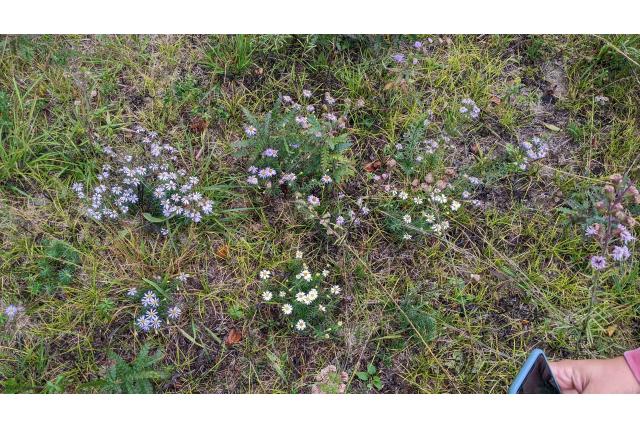 Vlasblad ionactis Vlasblad ionactis