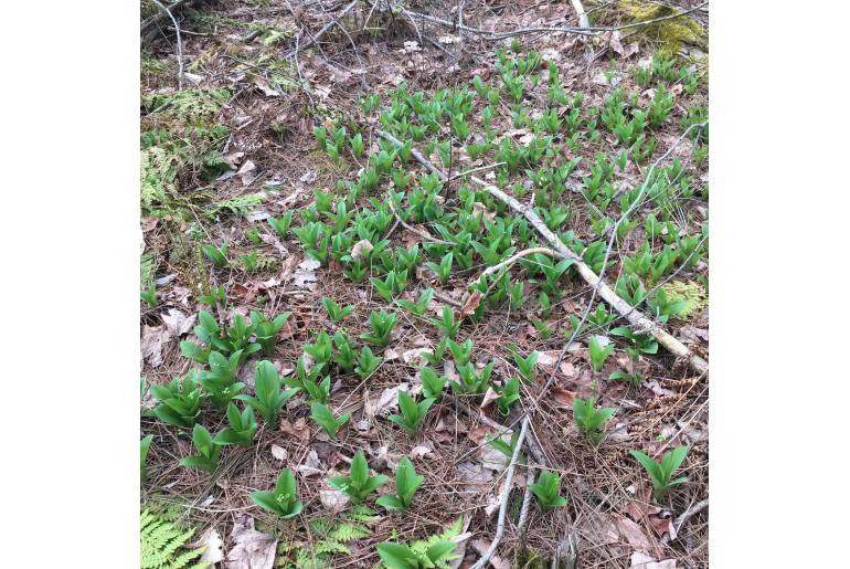 Clintonia borealis&nbsp;3894