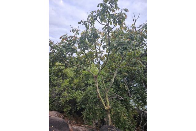 Marloth's commiphora