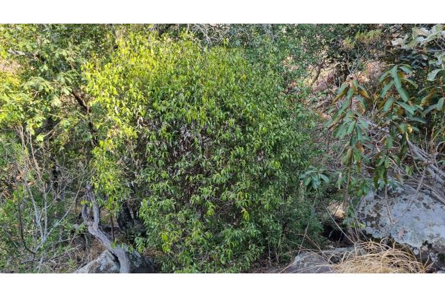 Smalbladige coptosperma