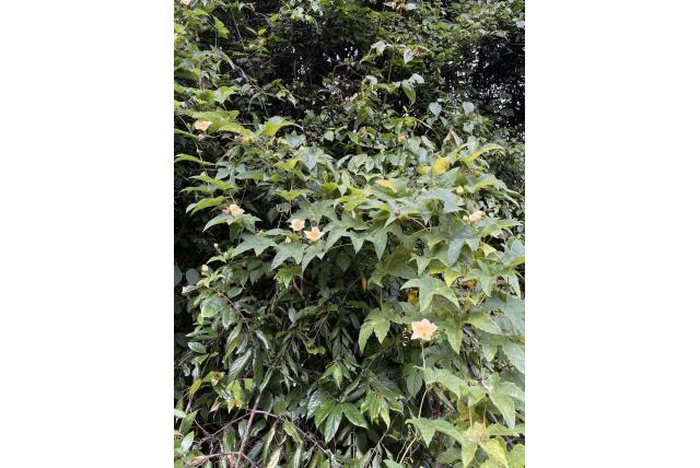 Handpalmvormige coccinia