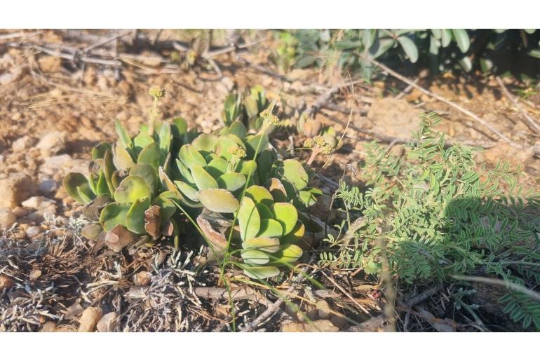 Crassula globularioides ssp argyrophylla 3919