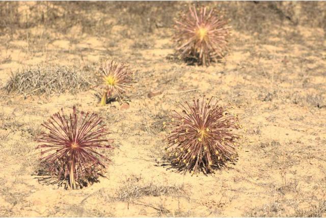 Gele paraplubloem
